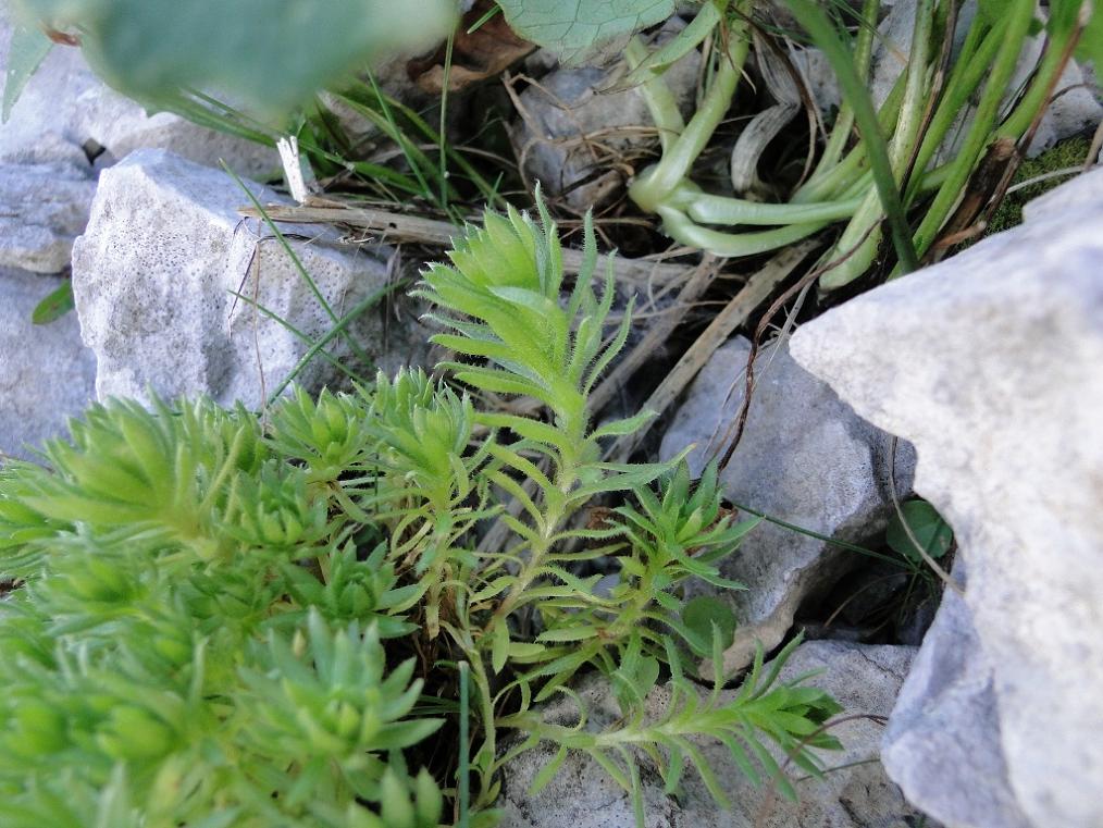 Saxifraga sedoides